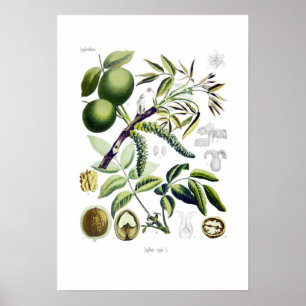 Poster Juglans regia (noix)