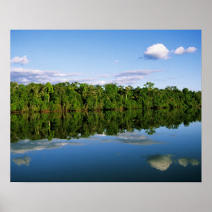 Poster Juruena, Brésil. Rive boisée de la rivière reflété