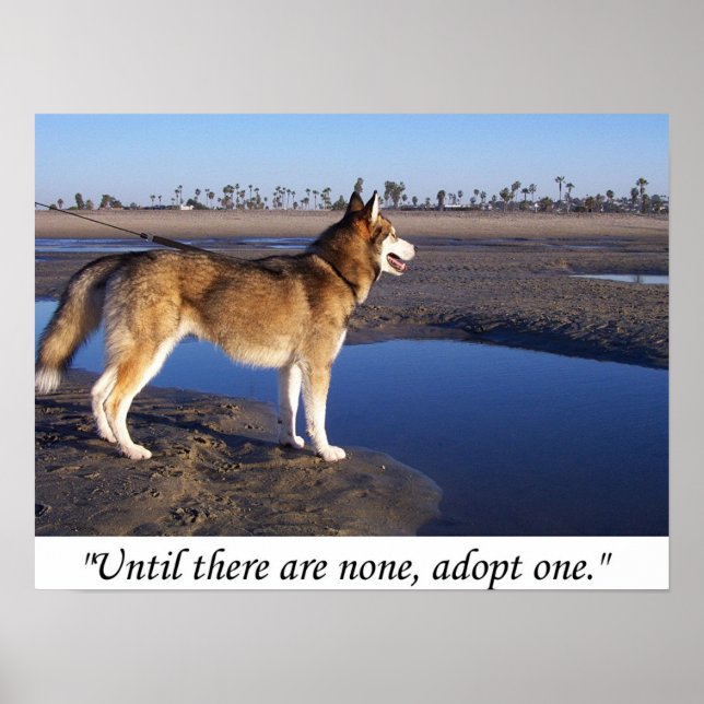 Poster Jusqu'à ce qu'il n'y en ait pas, en adopter un (Devant)