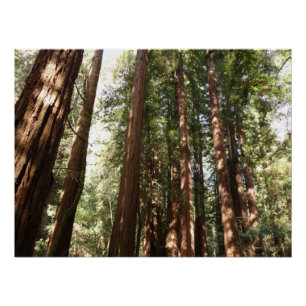 Poster Jusqu'aux séquoias II à Muir Woods National Monume