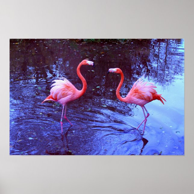 Poster Juste deux flamants (Devant)