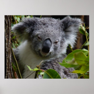 Poster k pour koala