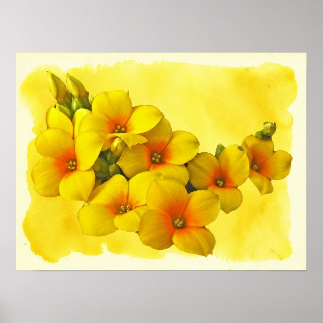 Poster Kalanchoe Jaune - Soleil Succulent (Devant)