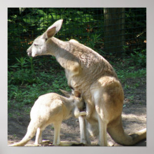Poster Kangaroo Joey