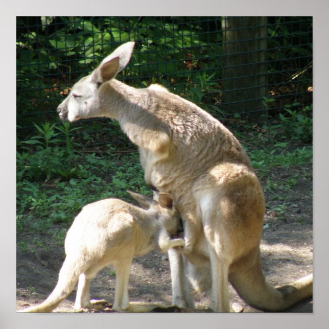 Poster Kangaroo Joey (Devant)