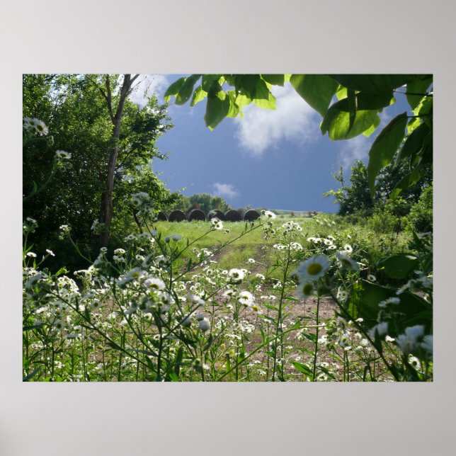 Poster Kansas Meadows et Fleurs sauvages (Devant)
