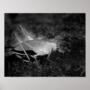 Poster Katydid Grasshopper En Insecte Noire Et Blanche