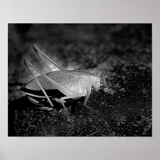 Poster Katydid Grasshopper En Insecte Noire Et Blanche (Devant)