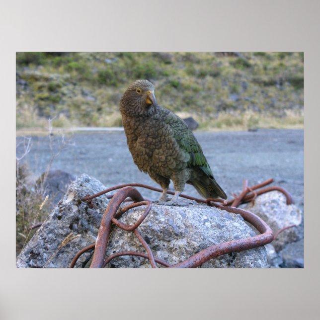 Poster Kea (Devant)