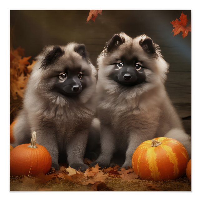 Poster Keeshond Chiot Automne Citrouille délice (Devant)