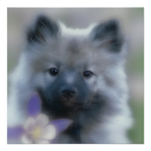 Poster Keeshond et Columbine - Photo de chien