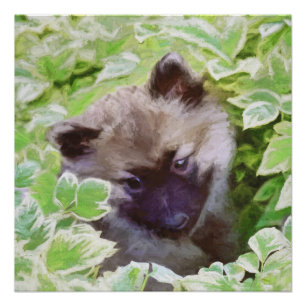 Poster Keeshond Puppy in the Garden Peinture Art original