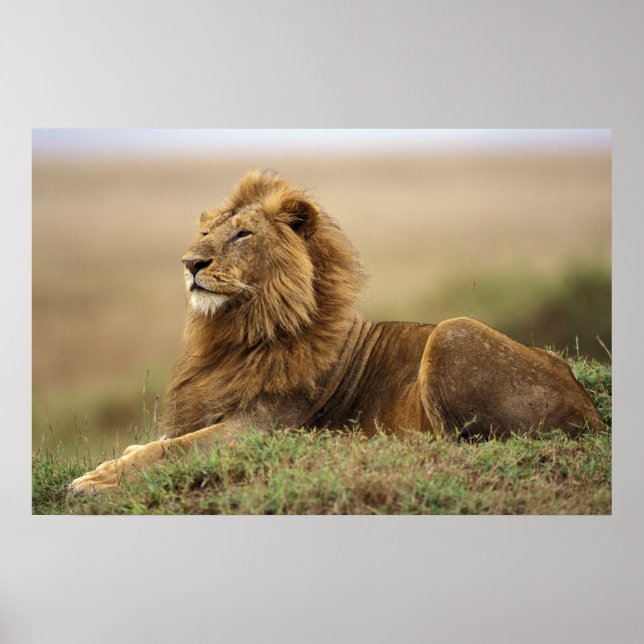Poster Kenya, Masai Mara | Lion mâle (Devant)