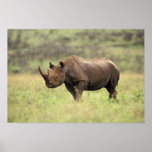 Poster Kenya, Nairobi National Park. Rhinoceros noirs