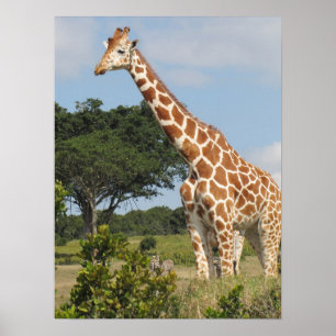 Poster KENYA Towers Giraffe