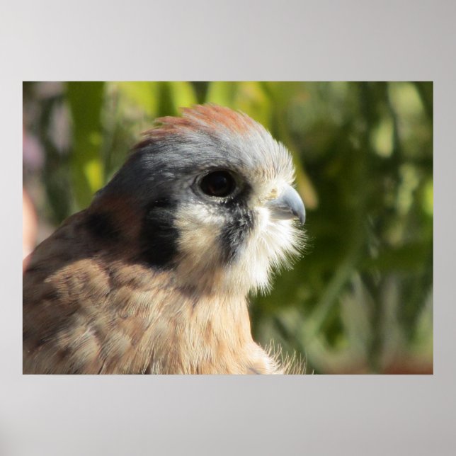 Poster Kestrel (Devant)