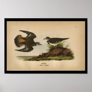 Poster Killdeer 1890 d'impression d'oiseau