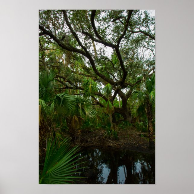 Poster Kilpatrick Hammock, Kissimmee Prairie Preserve, FL (Devant)