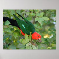 Poster King Parrot