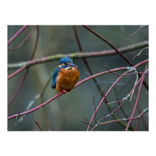 Poster Kingfisher assis sur une branche