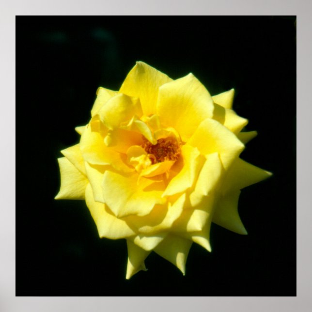 Poster King's Ransom, rose de thé hybride (Devant)