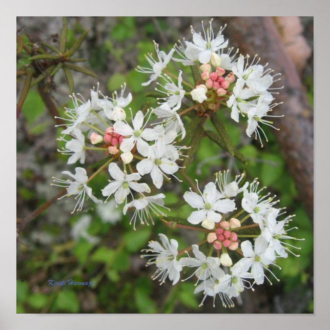 Poster Kirsti Harmaja (Devant)
