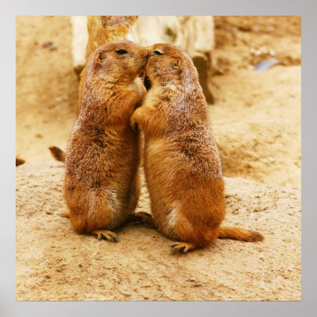 Poster Kissing Black Tail Prairie Dogs (Devant)