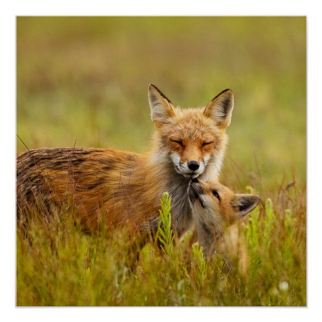 Poster Kit Renard Rouge vers le haut de Momma Vixen (Devant)
