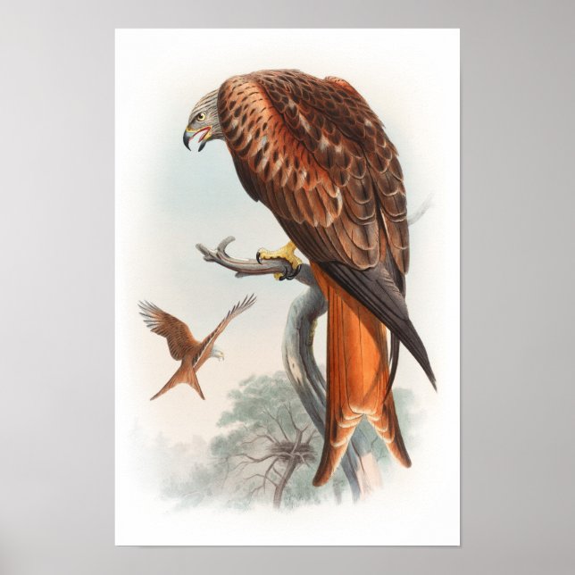 Poster Kite Glead Hawk John Gould Oiseaux de Grande-Breta (Devant)