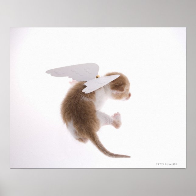 Poster Kitten avec ailes d'ange fixées à l'arrière, à l'a (Devant)