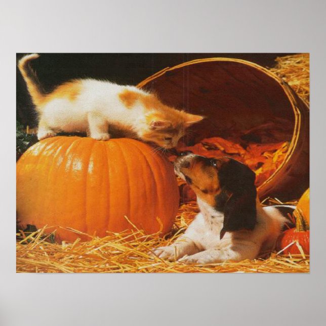 Poster Kitten, Citrouille et puppy (Devant)