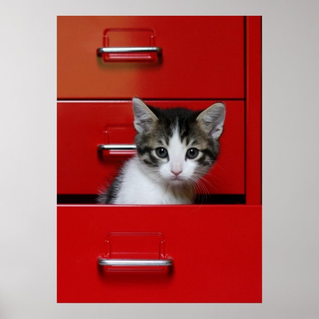 Poster Kitten Peeking (Devant)