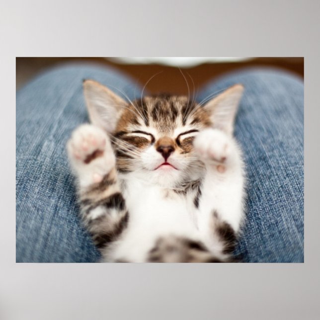Poster Kitten sur mon genou (Devant)