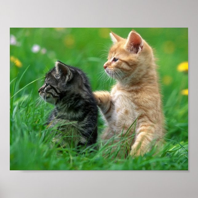 Poster Kittens (Devant)