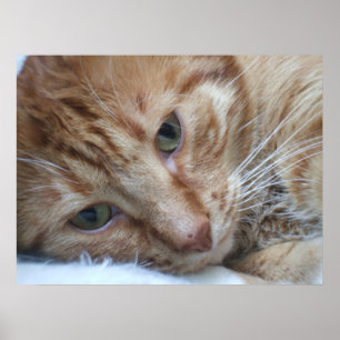 Poster Kitty orange