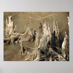 Poster Knees Cypress