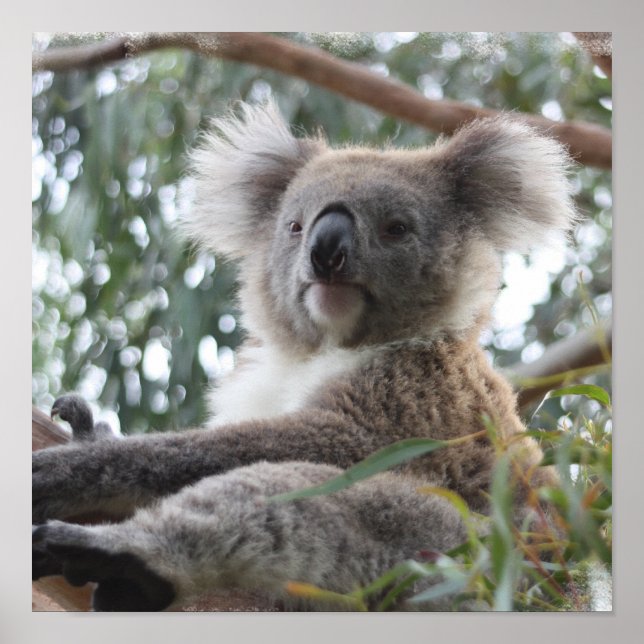 Poster Koala (Devant)