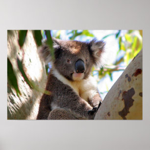 Poster Koala Bear Aussi Safari Peace Love Nature Destiny