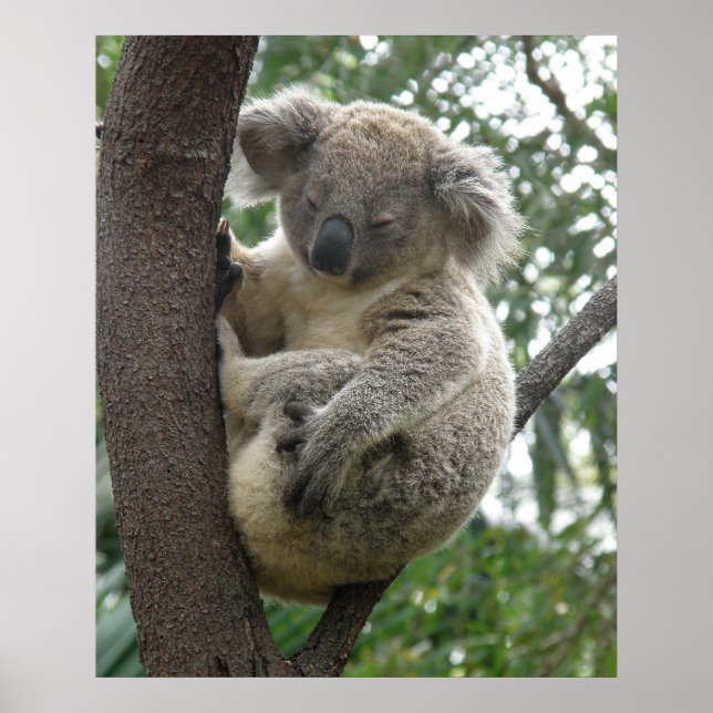 Poster Koala dans Tree Australie (Devant)