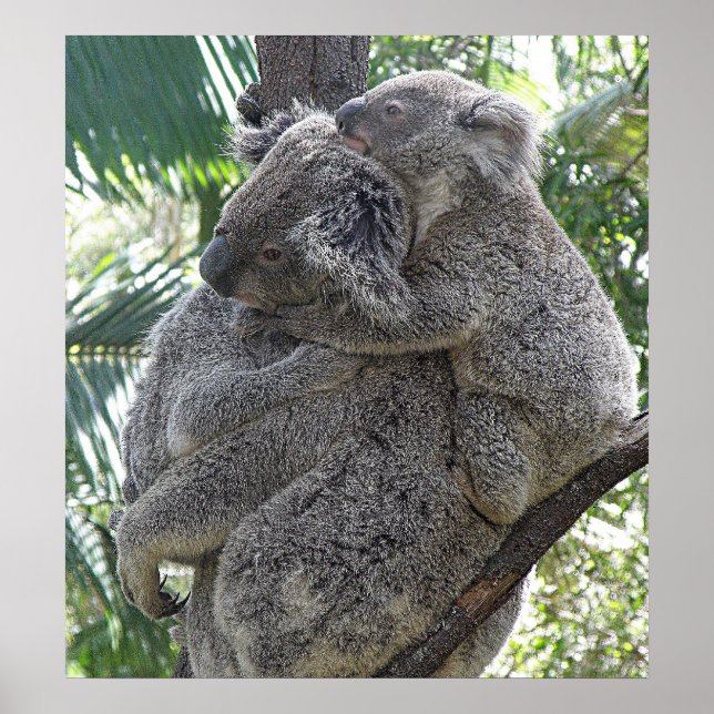 Poster Koala Et Bébés Australie Photo ZIZAGO (Devant)