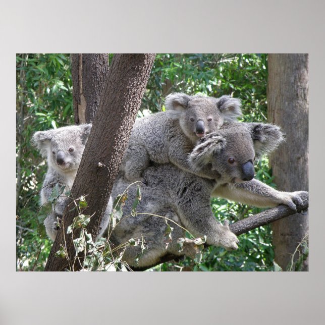 Poster Koala et deux bébés Photo Australie (Devant)