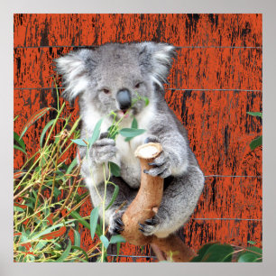 Poster Koala Snack Time