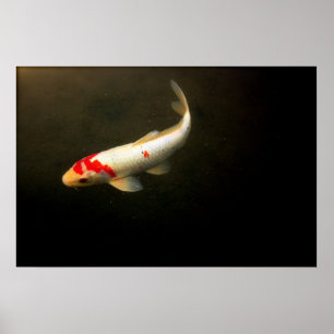 Poster Koi