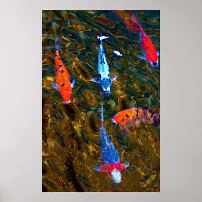 Poster Koi (Devant)