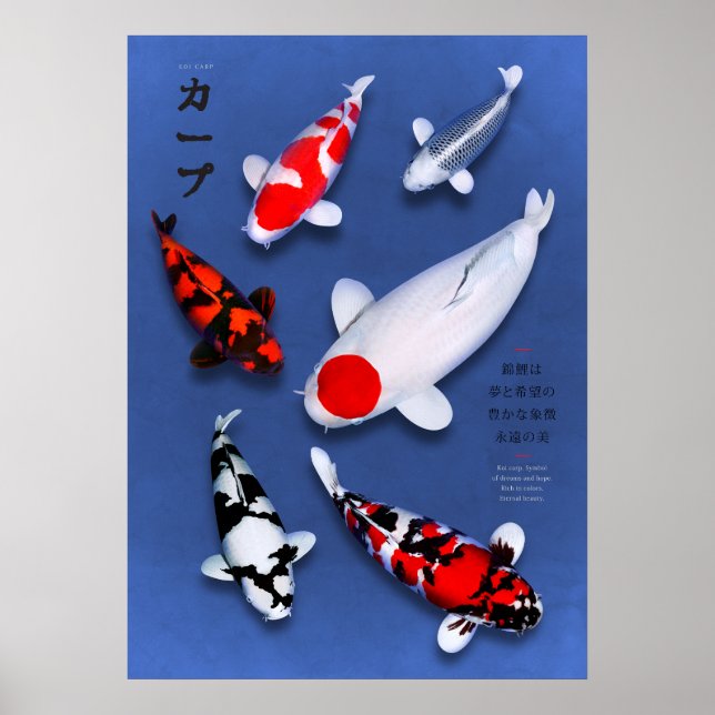 Poster Koi Elegance (Devant)