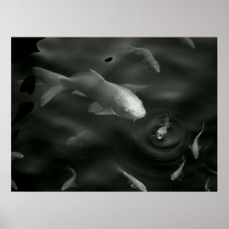 Poster kois papillon