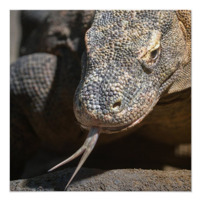 Poster Komodo Dragon Sticking Out Sa Langue (Devant)