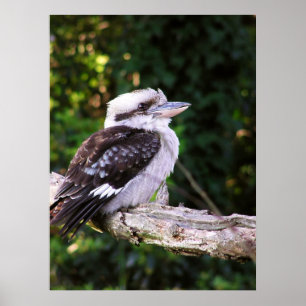 Poster Kookaburra