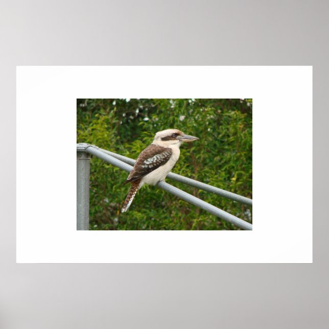 Poster Kookaburra (Devant)