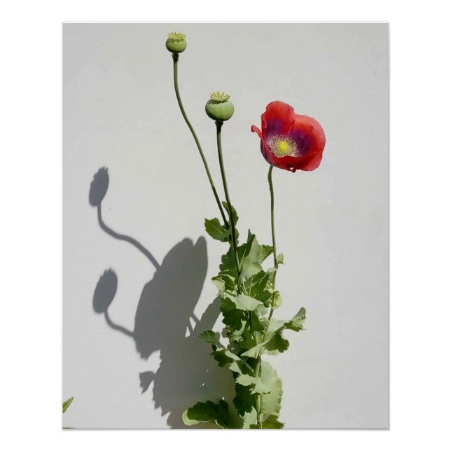 Poster La beauté est aussi la Bête. (Devant)